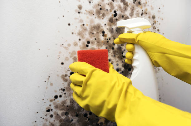 Best DIY Mold Remediation Support Services in Fulshear, TX